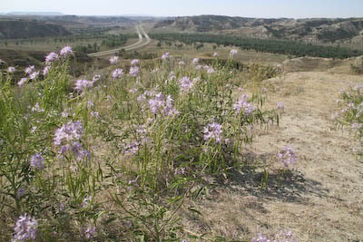 Teddy Roosevelt Park (ND)